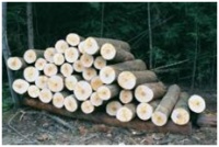 圣象新实木北美家族枫木篇【圣象美国派来了】