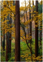 圣象新实木北美家族枫木篇【圣象美国派来了】