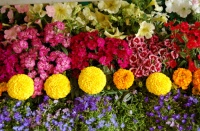 中国国际园艺花卉展将在沪举办