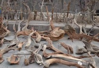 看“疯狂采木人”悬崖峭壁上寻崖柏