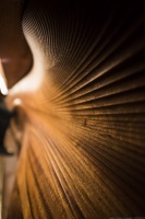 震撼眼球：多伦多Bar Raval新艺术风格酒吧