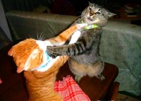 你觉得，只要有房有车就够了麽？