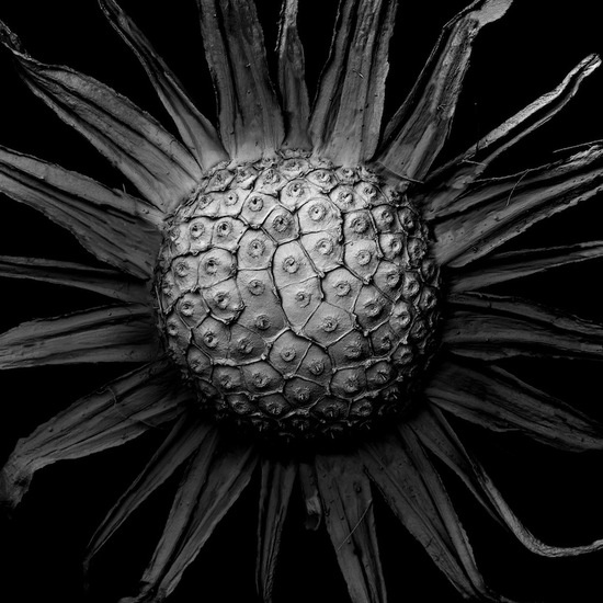 在日本艺术家Tomoya Matsuura 的系列作品《枯萎的植物》中，摄影与科技碰撞出了创作的火花，艺术家用扫描电子显微镜捕捉下 植物 腐烂的画面。花瓣与叶子的分解和腐烂被生动的黑白照片富有诗意地呈现出来。 Matsuura解释说“我在这个微观世界的细小腐蚀痕迹里似乎瞥见了神秘而又充满活力的生命周期”。这些黑白照片像人们揭示了肉眼无法看见的复杂细节，每棵植物都已经进入最后的腐烂阶段——花瓣卷曲，根茎萎缩，叶片飘零。艺术家制作该项目旨在使人们意识到人与自然之间的基本联系，以及意识到人类和植物都是属于相同自然世界的一部分。