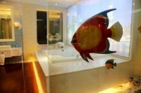 浪鲸那么美 我想去看看