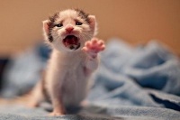 我大中国这些家居用语还是来自日本！