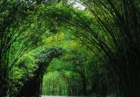 五一小长假，寻找藏在身边的“竹林风光”