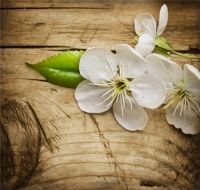 导购：小编教您三步搞定实木家具选购