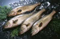 震惊！原来这些食品统统不能放冰箱！