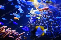 辛家庙红星美凯龙徐腾飞:做真金白银的“惠民”促销