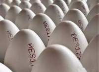 鸡蛋都有“身份证” 德国对待食品安全严谨得可怕