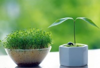 家居支招：拥抱清爽生活 室内降温七招