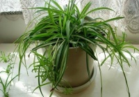 绿色装修保健康 甲醛去除法大搜罗