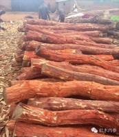 血檀市场混乱不堪  同行竞争相煎何急