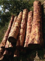 血檀市场混乱不堪  同行竞争相煎何急