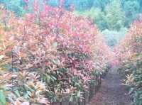 四川多彩园艺 千亩彩叶树林给龙泉山披上美丽的衣裳