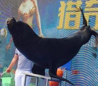 【约会美人鱼 猎奇公园海】活动圆满落幕