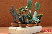 妙用盆栽摆出美居好风水