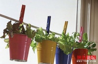 妙用盆栽摆出美居好风水