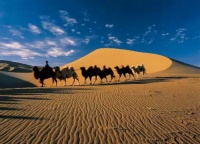 2015梭梭春种活动完美收官