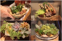 无肉不欢 Harbor House多肉植物DIY萌情开启