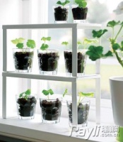 玻璃瓶别丢！用来养花草就是漂亮的微缩景观