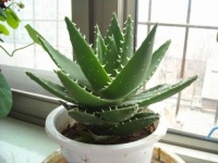 室内生物空气清洁器