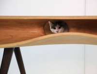 猫宅，给TA一个温暖舒适的家