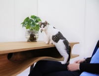 猫宅，给TA一个温暖舒适的家