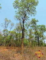 印度原始森林历险记——紫檀盗种计（续）