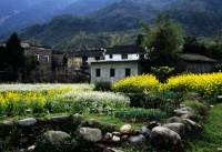 肽琦：油菜花一般的女人“绽放·消失·重生”