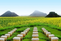 蜂传百年，颐寿园的甜蜜事业