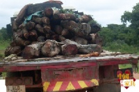 赞比亚血檀市场“乱象”及行情走势揭秘