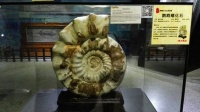 南方日报聚焦中山石博宇宙城：化石科普劲到爆