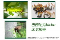 巴西比戈——巴西国宝级动植物