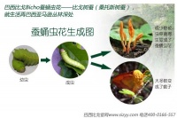 巴西比戈——巴西国宝级动植物