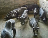 天下配菜：国内首创原生态快餐服务