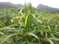 天下配菜：国内首创原生态快餐服务