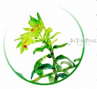 双贴消失面膜发明人桃埖脸上开首次透底！