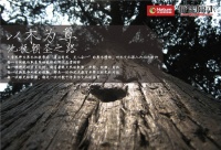 大自然野生原木地板，你这么叼，其他地板知道吗？