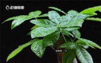 七款“吸毒”植物 轻松化解雾霾危机