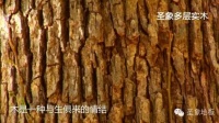 圣象全硬木基材圣象多层地板每一层都是硬木