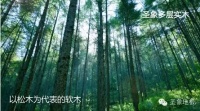 圣象全硬木基材圣象多层地板每一层都是硬木