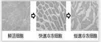 海尔研发出超级冷冻能力的冷柜