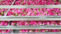 夏日皮肤躁动 颐寿园玫瑰蜜香膏来支招