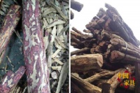 市场上惊现中美洲貌似黄花梨材料
