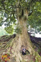 商人用22套房换8棵楠木王遭当地人断然拒绝