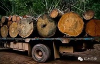 155名缅甸被捕中国伐木工案件再次开庭