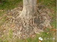 木材专家探案集之引发17年官司的荔枝树