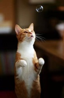 猫宅，给你的look换点新招