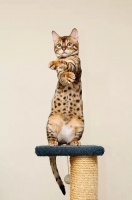 猫宅，给你的look换点新招